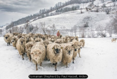 Romanian Shepherd by Paul Hassell, Arden