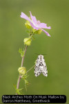 Black Arches Moth on Musk Mallow by Darron Matthews, Smethwick