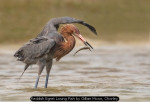 Reddish Egret Losing Fish by Gillian Moon, Chorley