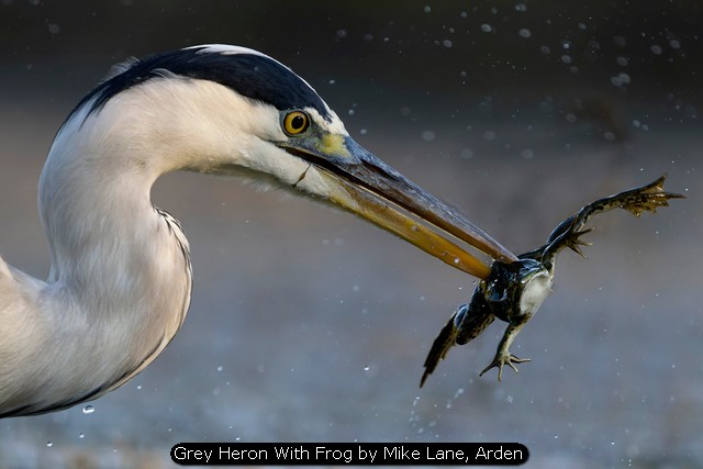 Grey Heron With Frog by Mike Lane, Arden