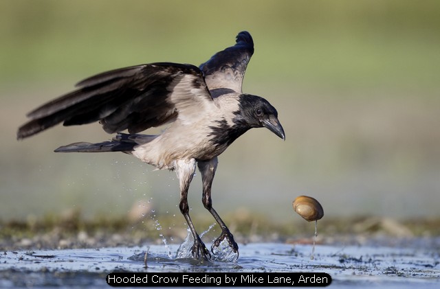 Hooded Crow Feeding by Mike Lane, Arden
