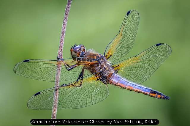 Semi-mature Male Scarce Chaser by Mick Schilling, Arden