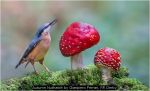 Autumn Nuthatch by Gianpiero Ferrari, RR Derby Autumn Nuthatch by Gianpiero Ferrari, RR Derby