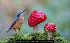 Autumn Nuthatch by Gianpiero Ferrari, RR Derby