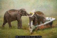 Bath Time by Jeanette Savigar, Chorley