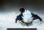 Black Grouse Arctic Sunrise by Jamie MacArthur, RR Derby Black Grouse Arctic Sunrise by Jamie MacArthur, RR Derby