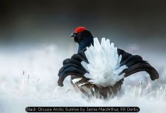 Black Grouse Arctic Sunrise by Jamie MacArthur, RR Derby