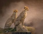 Brothers by Jane Henthorn, Oldham Brothers by Jane Henthorn, Oldham