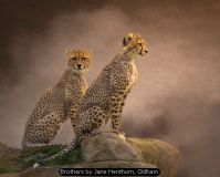 Brothers by Jane Henthorn, Oldham