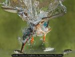 Female Common Kingfisher by Jamie MacArthur, RR Derby Female Common Kingfisher by Jamie MacArthur, RR Derby