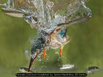 Female Common Kingfisher by Jamie MacArthur, RR Derby