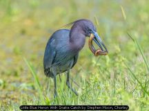 Little Blue Heron With Snake Catch by Stephen Moon, Chorley