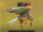 Male Common Kestrel by Jamie MacArthur, RR Derby Male Common Kestrel by Jamie MacArthur, RR Derby