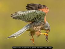Male Common Kestrel by Jamie MacArthur, RR Derby