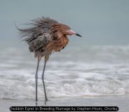 Reddish Egret In Breeding Plumage by Stephen Moon, Chorley