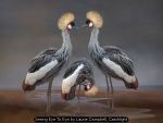 Seeing Eye To Eye by Laurie Campbell, Catchlight Seeing Eye To Eye by Laurie Campbell, Catchlight