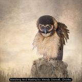 Watching And Waiting by Wendy Stowell, Chorley