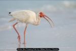 White Ibis Tossing Fish by Gillian Moon, Chorley White Ibis Tossing Fish by Gillian Moon, Chorley
