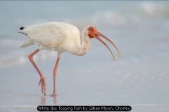 White Ibis Tossing Fish by Gillian Moon, Chorley