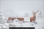 Winter In The Glens by Michael Whittaker, Chorley Winter In The Glens by Michael Whittaker, Chorley