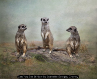 Can You See It Now by Jeanette Savigar, Chorley