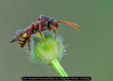 Dew Soaked Nomad Bee by Stephen Moon, Chorley
