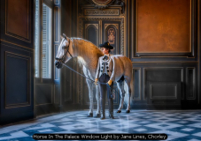 Horse In The Palace Window Light by Jane Lines, Chorley