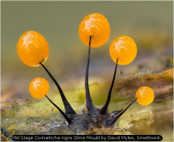 Mid Stage Comatricha nigra Slime Mould by David Myles, Smethwick