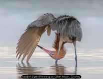 Reddish Egret Preening by Gillian Moon, Chorley