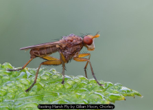 Resting Marsh Fly by Gillian Moon, Chorley
