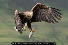 White Tailed Eagle With Catch by John Cobham, Chorley