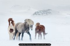 Icelandic Horses by Sarah Kelman, EAF