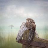 Kestrel Guarding Prey by Wendy Stowell, LCPU