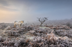 New Forest Pony in Misty Dawn by Ferg Cowhig, SCPF