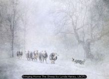 Bringing Home The Sheep by Lynda Haney, L&CPU