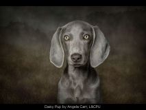 Daisy Pup by Angela Carr, L&CPU