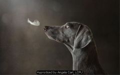 Hypnotised by Angela Carr, LCPU