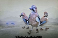 Jay Walkers by Richard O'Meara, LCPU