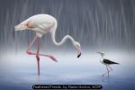 Feathered Friends  by Martin Horton, WCPF