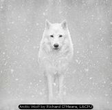Arctic Wolf by Richard O'Meara, LCPU