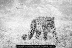 Lowland Stalker by Wendy Stowell, LCPU