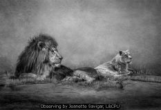 Observing by Jeanette Savigar, LCPU