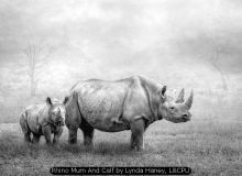 Rhino Mum And Calf by Lynda Haney, LCPU