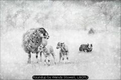Roundup by Wendy Stowell, LCPU