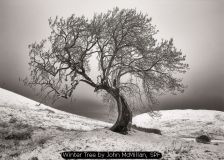 Winter Tree by John McMillan, SPF