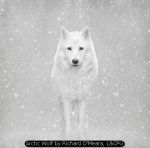 Arctic Wolf by Richard O'Meara, LCPU