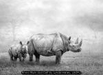 Rhino Mum And Calf by Lynda Haney, LCPU