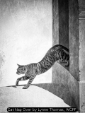 Cat Nap Over by Lynne Thomas, WCPF