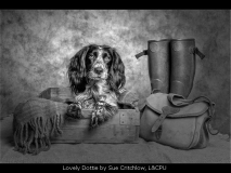 Lovely Dottie by Sue Critchlow, L&CPU