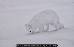 Artic Fox Hunting Voles by Michael Windle, MCPF